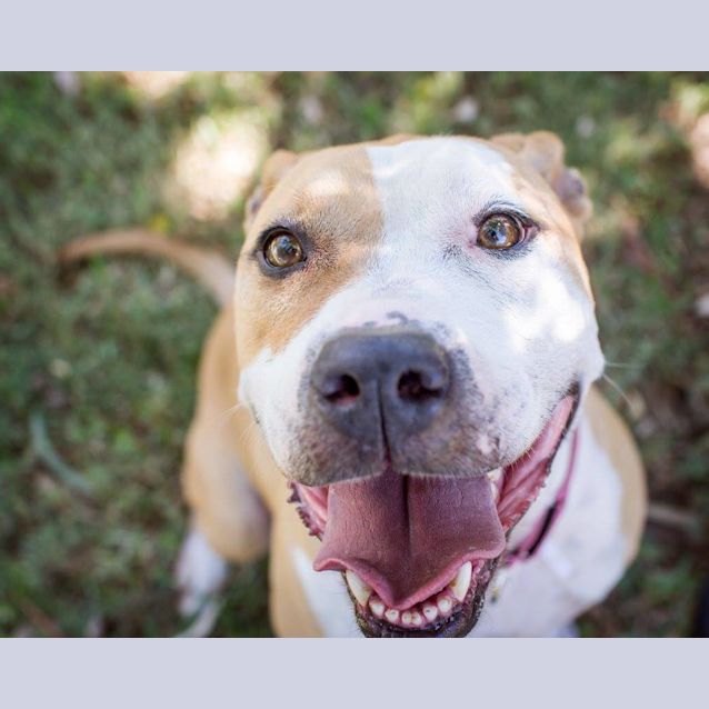 Photo of Gypsy Db299