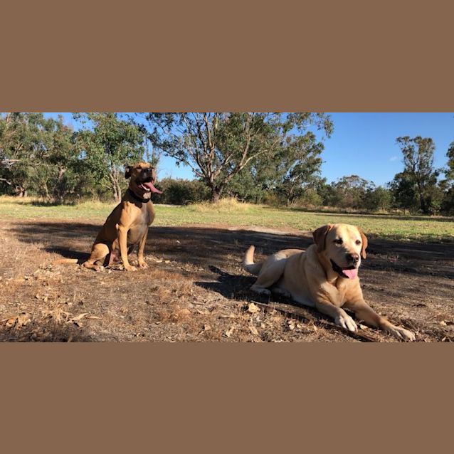 Photo of Sarge Db326