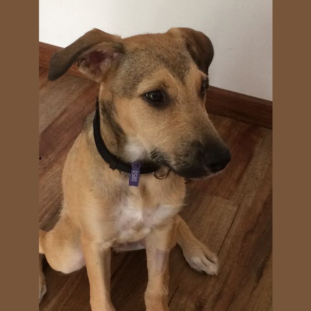 Photo of Aggie **Adoption Pending**