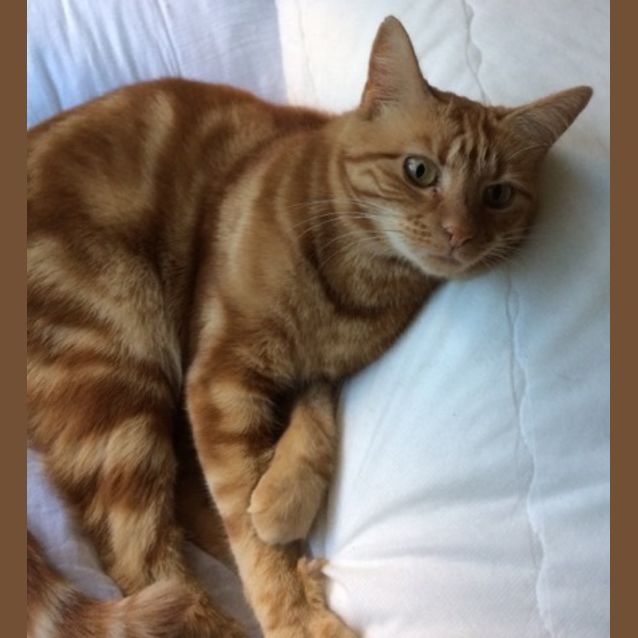 Photo of Poppy ^^Dandy Cat Rescue^^