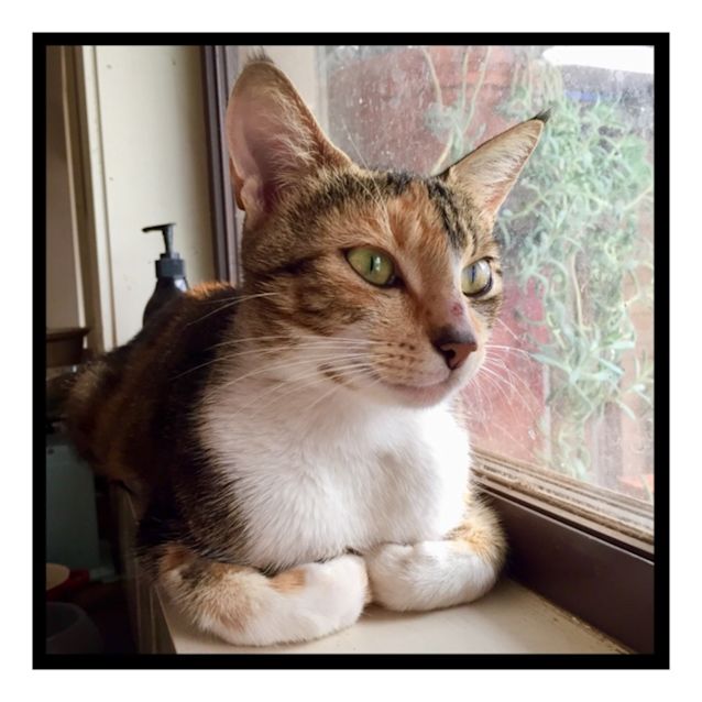 Photo of Violet