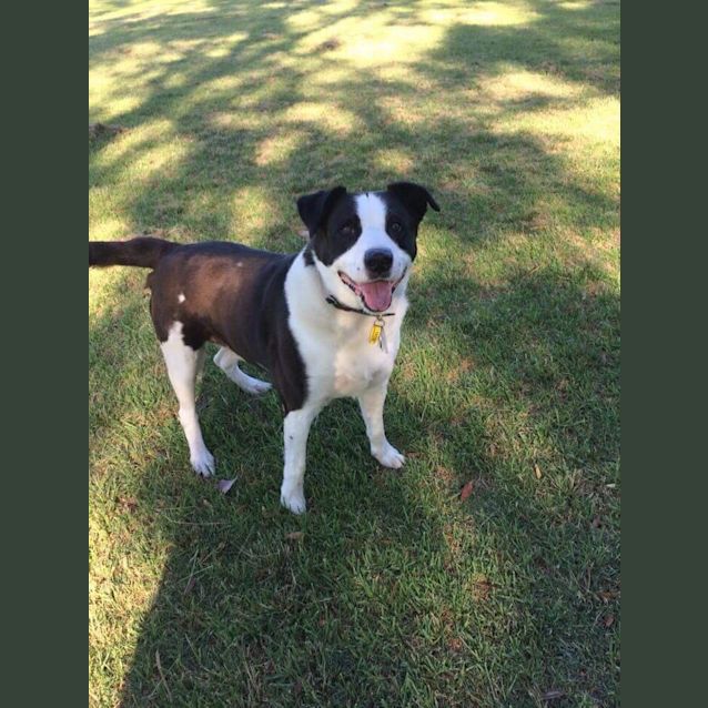 Photo of Buddy The Border Collie