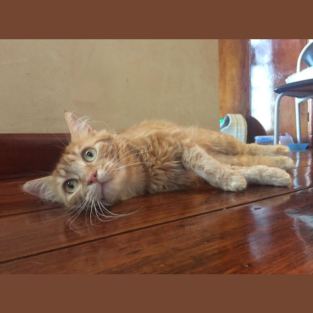 Photo of Aslan The Sweetheart Ginger Cat!