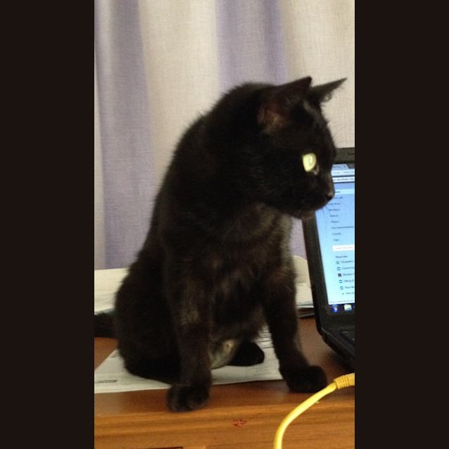 Photo of Inky