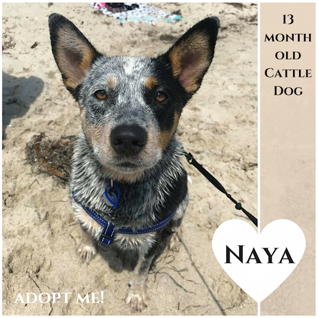 Photo of Naya ~ Cattle Dog (On Trial 23 3 2018)
