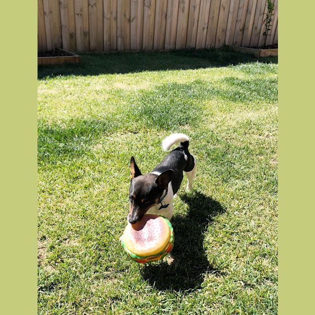Photo of Tipper