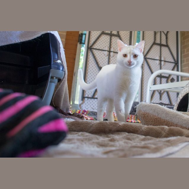 Photo of Jack   The Family Guy Cat!