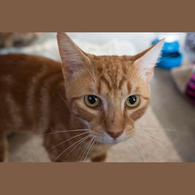 Photo of Turbo The Giggle Cat