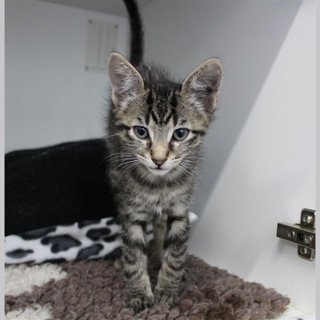Photo of Kombi