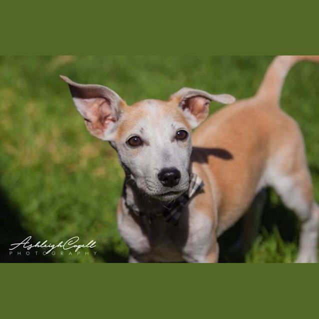 Photo of Jacee **Adopted**