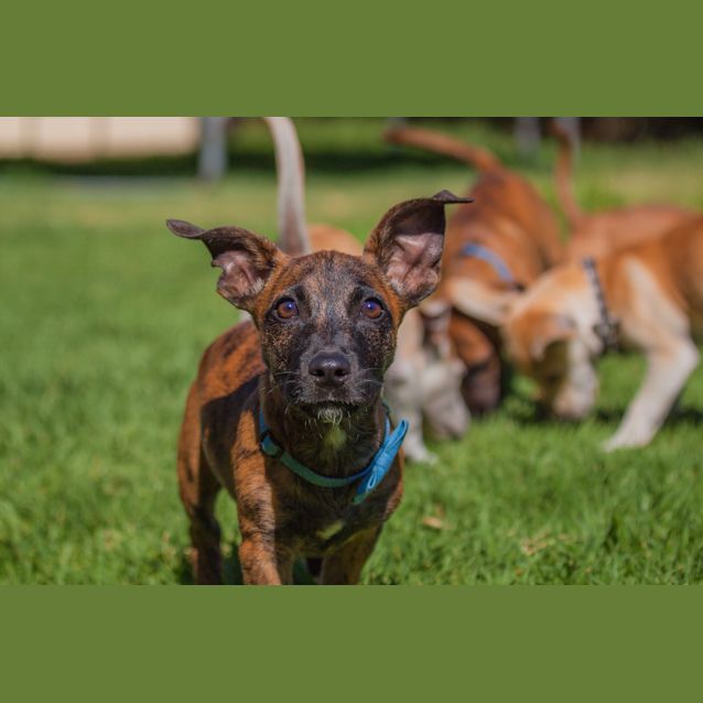 Photo of Nacho **On Trial**
