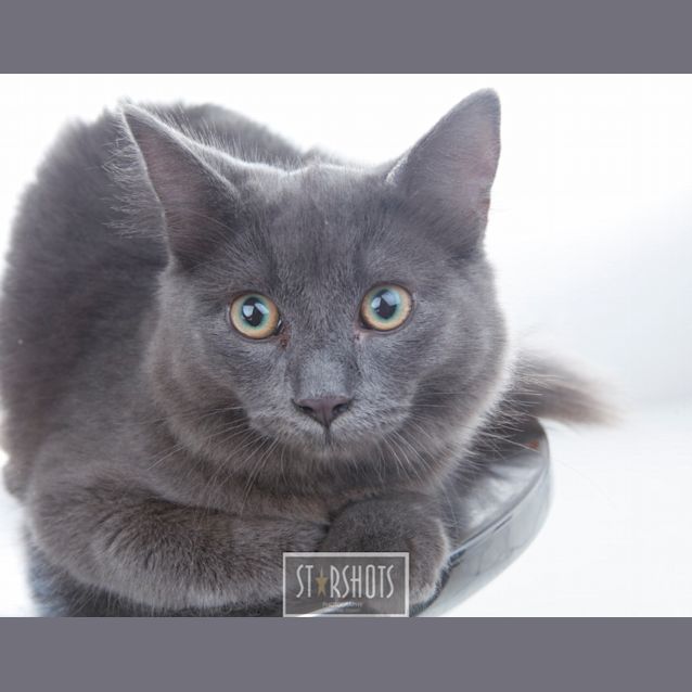Photo of Blue