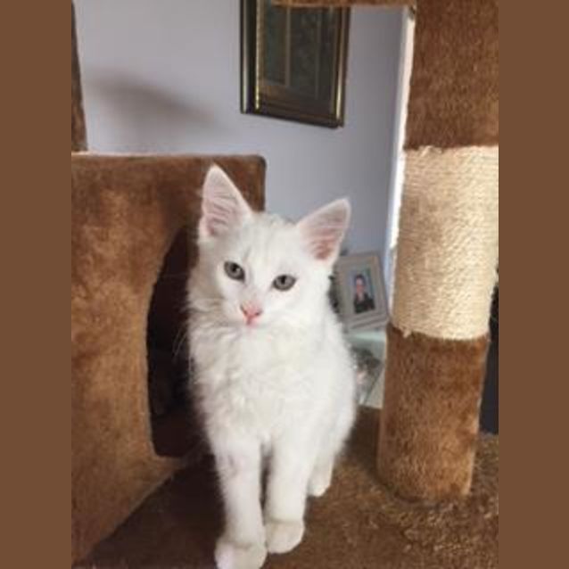 Photo of Milk The Super Love Bug Kitten!