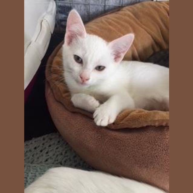 Photo of Snowball The Pure White Princess Kitten! 
