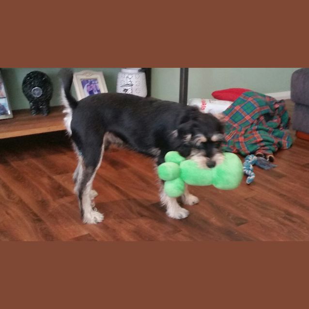 Photo of Hamish ~ Schnauzer X (On Trial 18/2/2018))