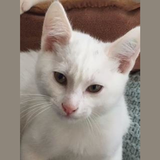 Photo of Kimba The White Lion Kitten!