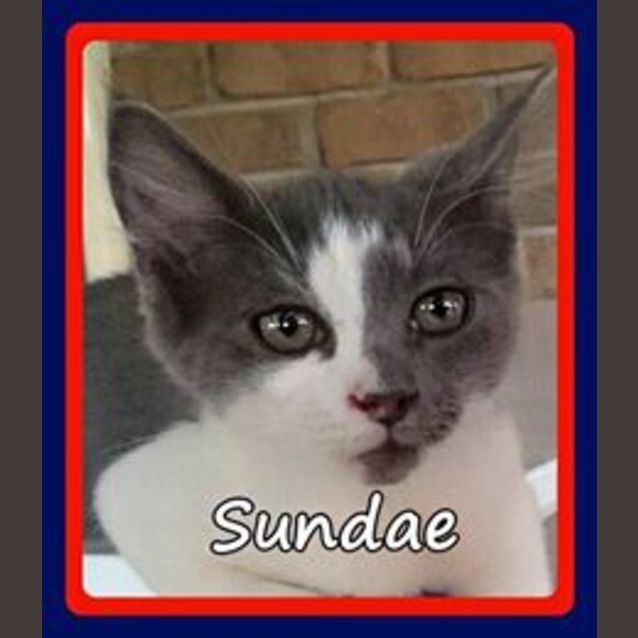 Photo of Sundae