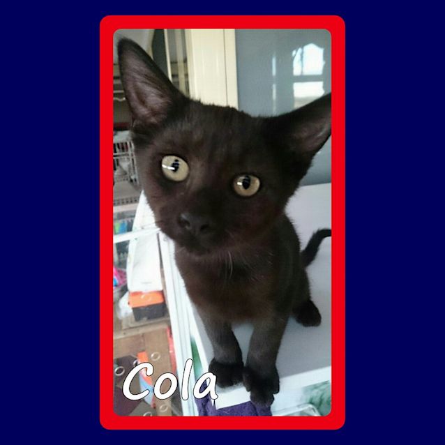 Photo of Cola