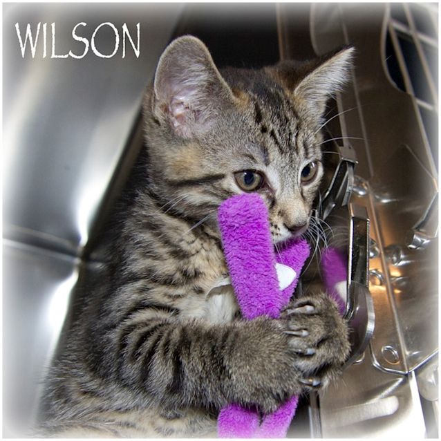 Photo of Wilson