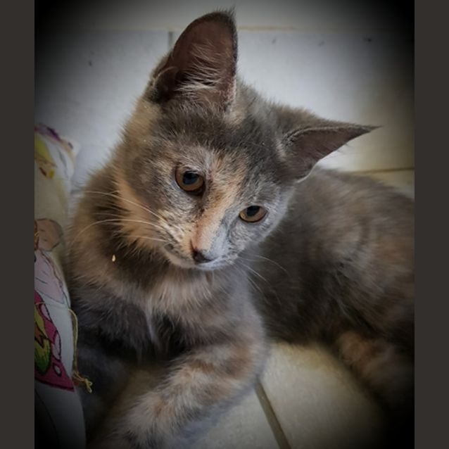 Photo of Roxanne