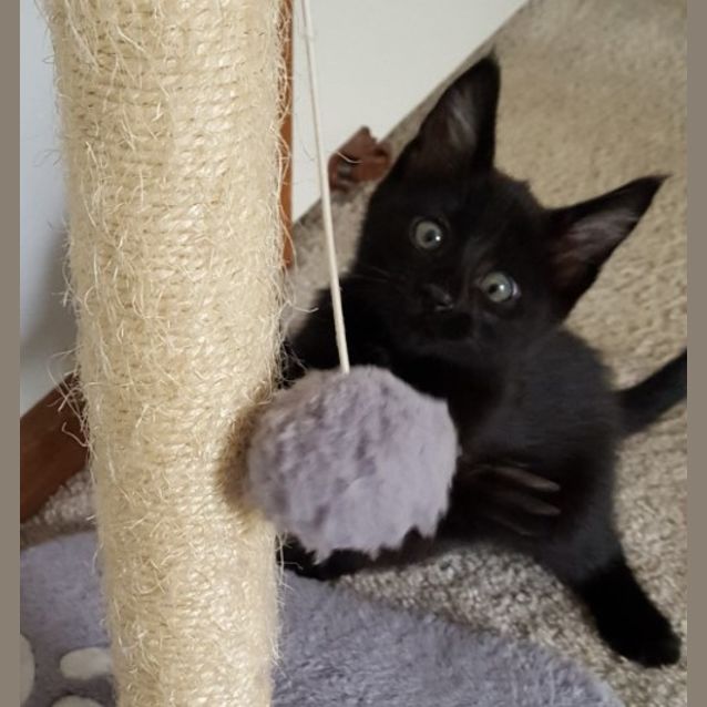 Photo of Buddah ^^Dandy Cat Rescue^^