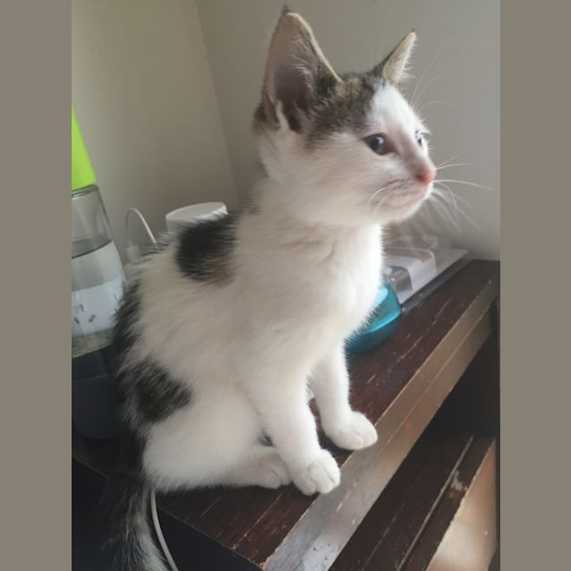 Photo of Barbara The Cheeky But Sweet Girl Kitten!