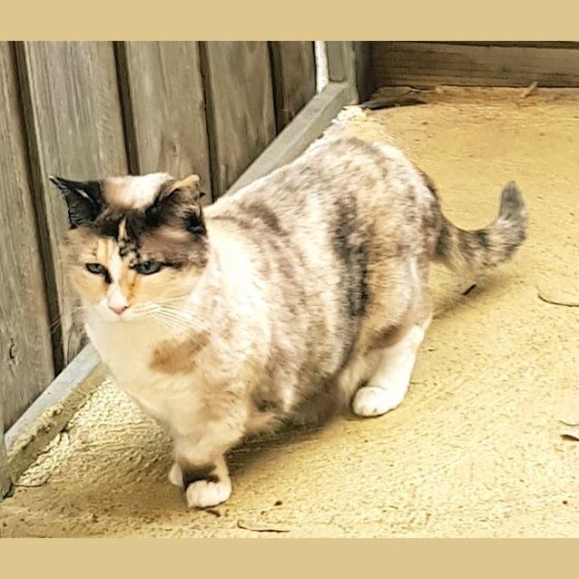 Photo of Vera Mae The Munchkin Cat!