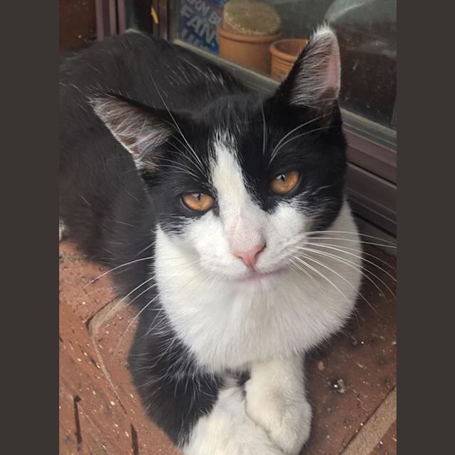 Photo of Cookie The Fiesty Loving Tuxedo Girl Cat!
