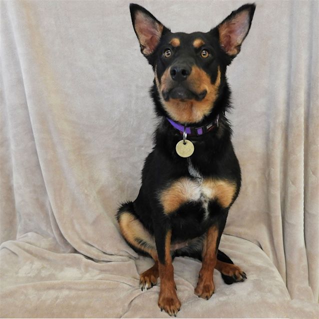 Photo of Sheba
