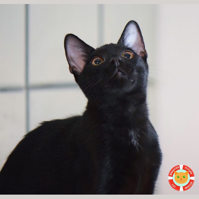 Photo of Niko