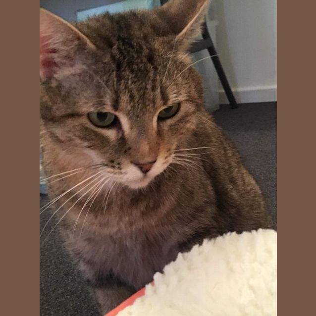 Photo of Nala