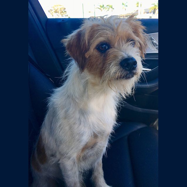 Photo of Benson Our Beautiful Affectionate Boy