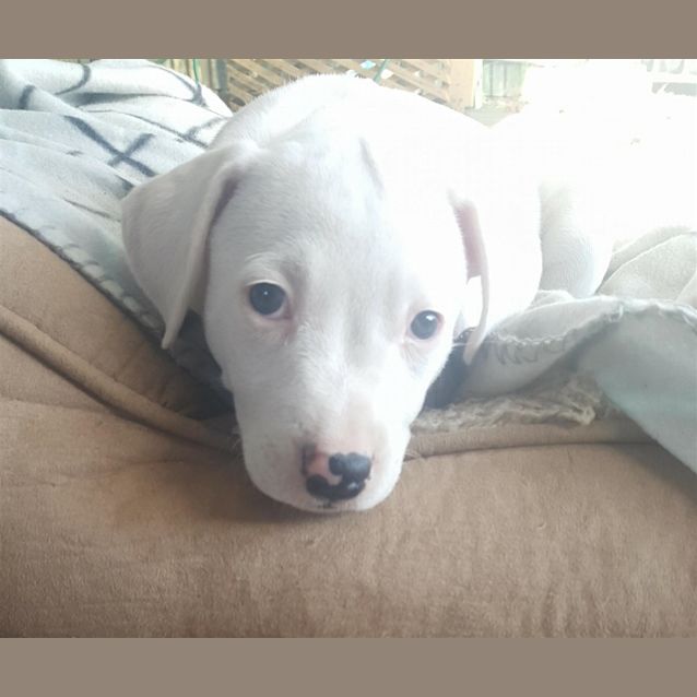 Photo of Ghost