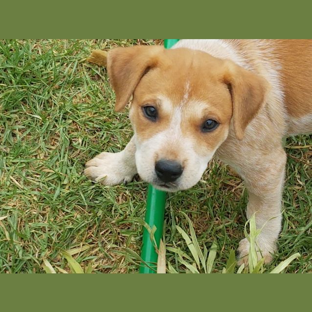 Photo of Acd X Pups