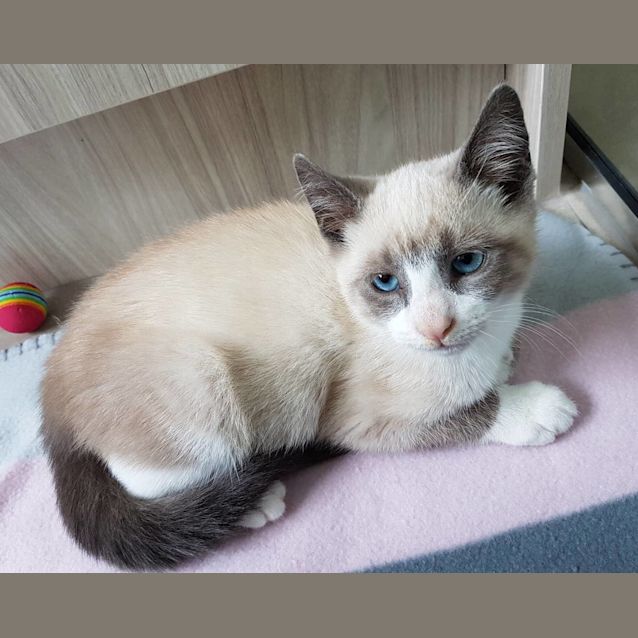 Photo of Bernadette **2nd Chance Cat Rescue**