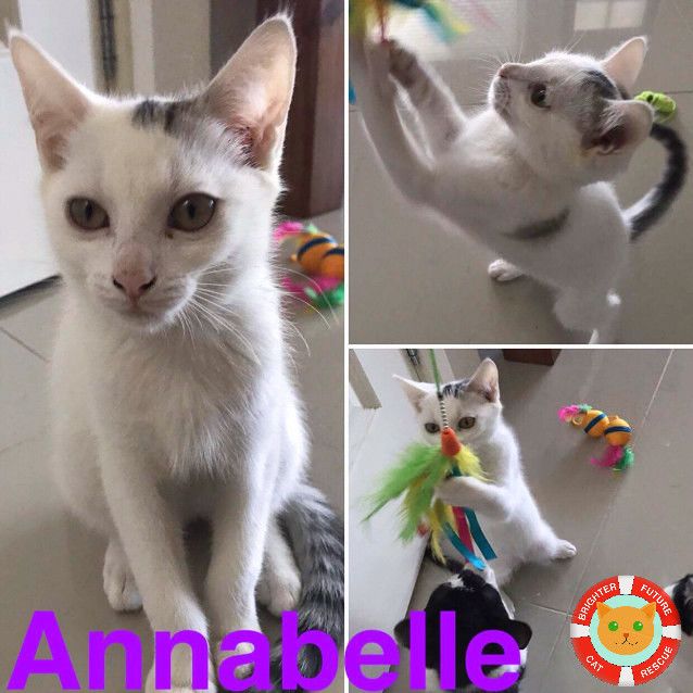 Photo of Annabelle 