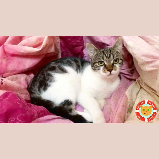 Photo of Bindi