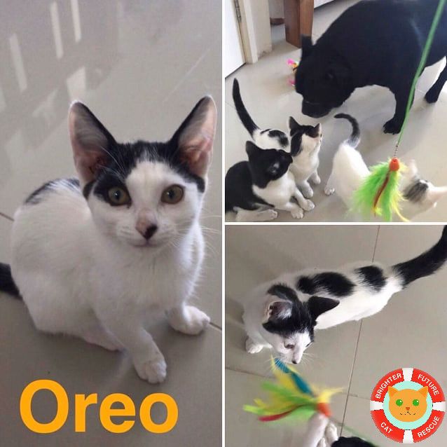 Photo of Oreo