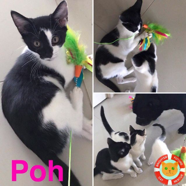 Photo of Poh
