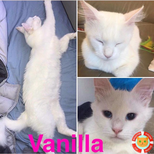 Photo of Vanilla 