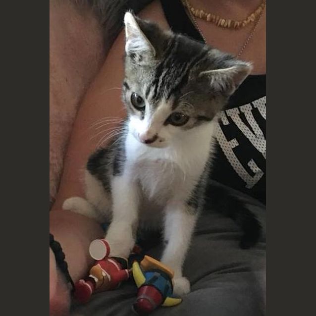 Photo of Mobi **2nd Chance Cat Rescue**