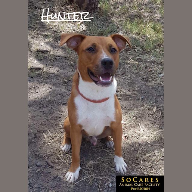 Photo of Hunter