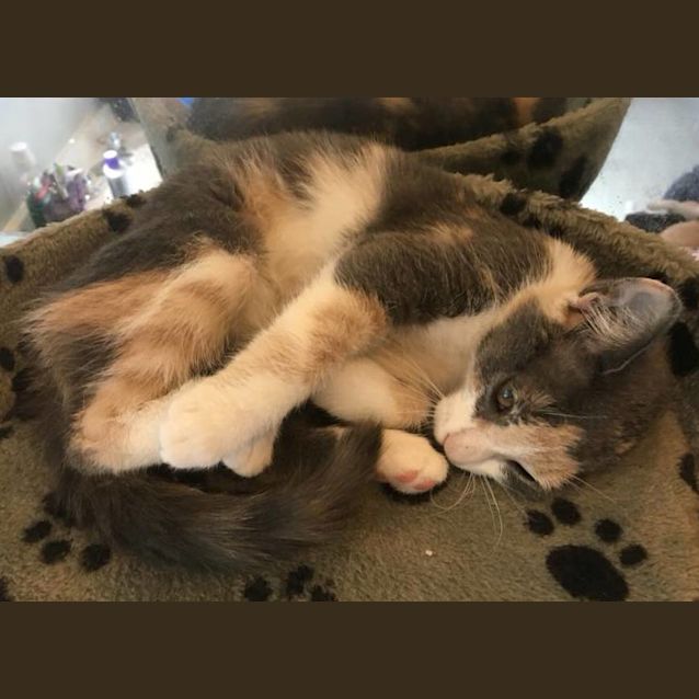 Photo of Shona **2nd Chance Cat Rescue**