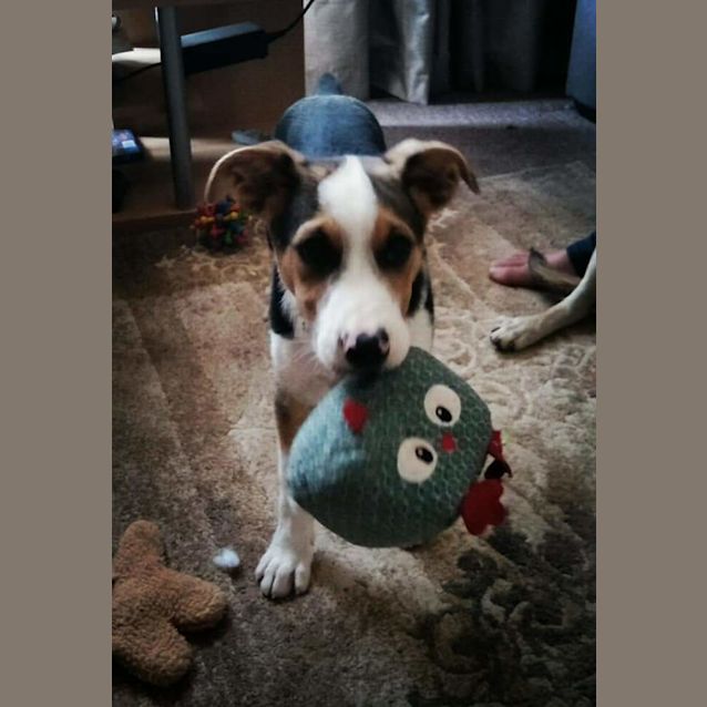 Photo of Benji 