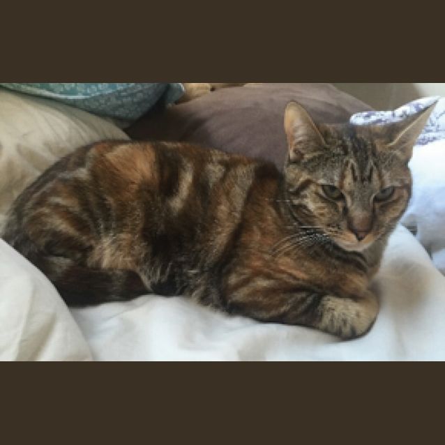 Photo of Sadie The Stunning Torbie Girl Cat! 