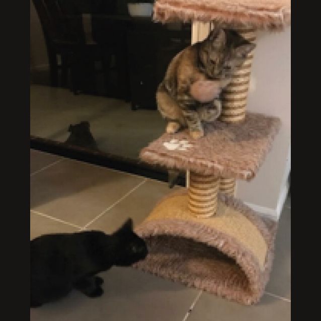 Photo of Poppy The Friendly Little Black Cat! 