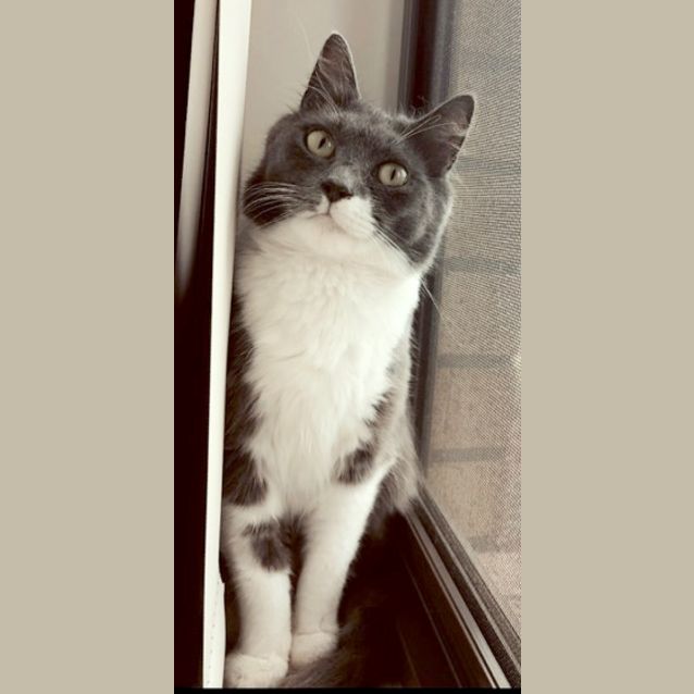 Photo of Mary Gray The Very Pretty Floofy Cat! 