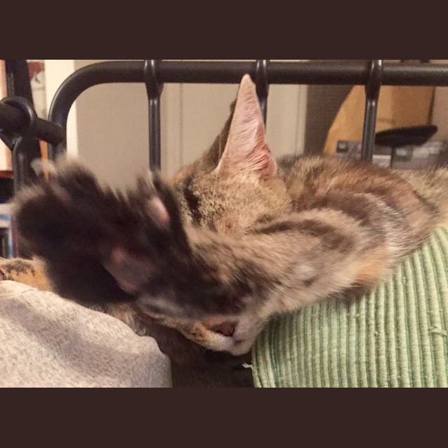 Photo of Mousey The Lanky Friendly Torbie Cat!