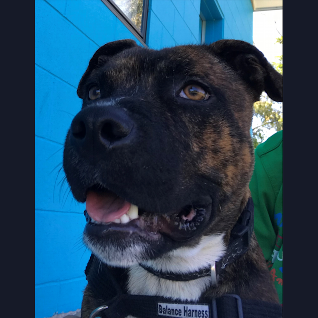 Photo of Alfie