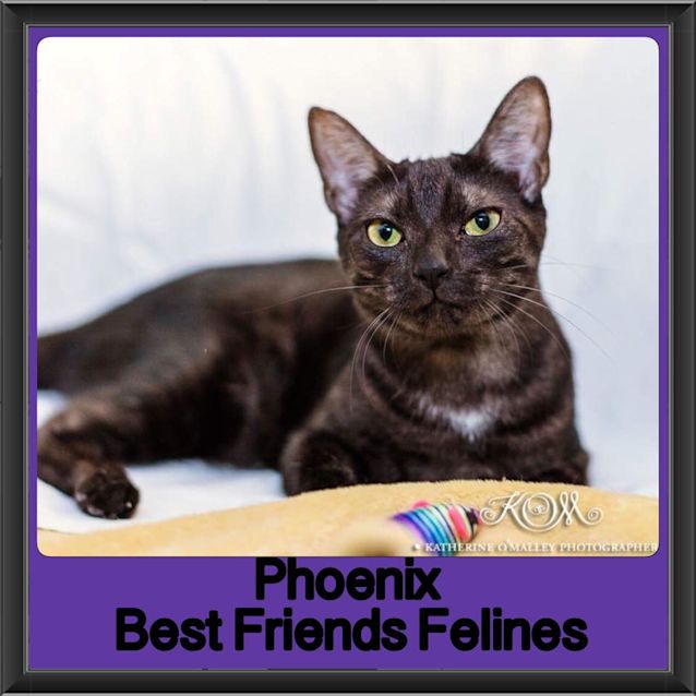 Photo of Phoenix